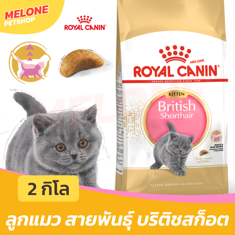 Royal Canin British Kitten รอยัลคานิน อาหารลูกแมว พันธุ์ บริติช ชอร์ตแฮร์ ลูกแมว อายุ 4-12 เดือน 2 kg