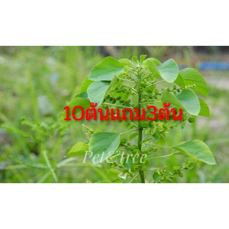 ตําแยแมว😻 ⭐ 10แถม3⭐ ทานราก🌱 ล้างราก🌿😉สั่งขั้นต่ํา5 ต้น ⭐ ของโปรดน้องแมว🐈ประโยชน์มากมาย🐈ทาสแมวไม่ควรพลาด😻ราคาถูกสุด