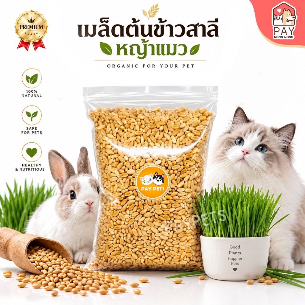 เมล็ดหญ้าแมวอารมณ์ดี (แถมฟรี! ดินพรีเมียม+คู่มือ) เมล็ดต้นอ่อนข้าวสาลี งอกไว ปลอดภัยต่อสัตว์เลี้ยง