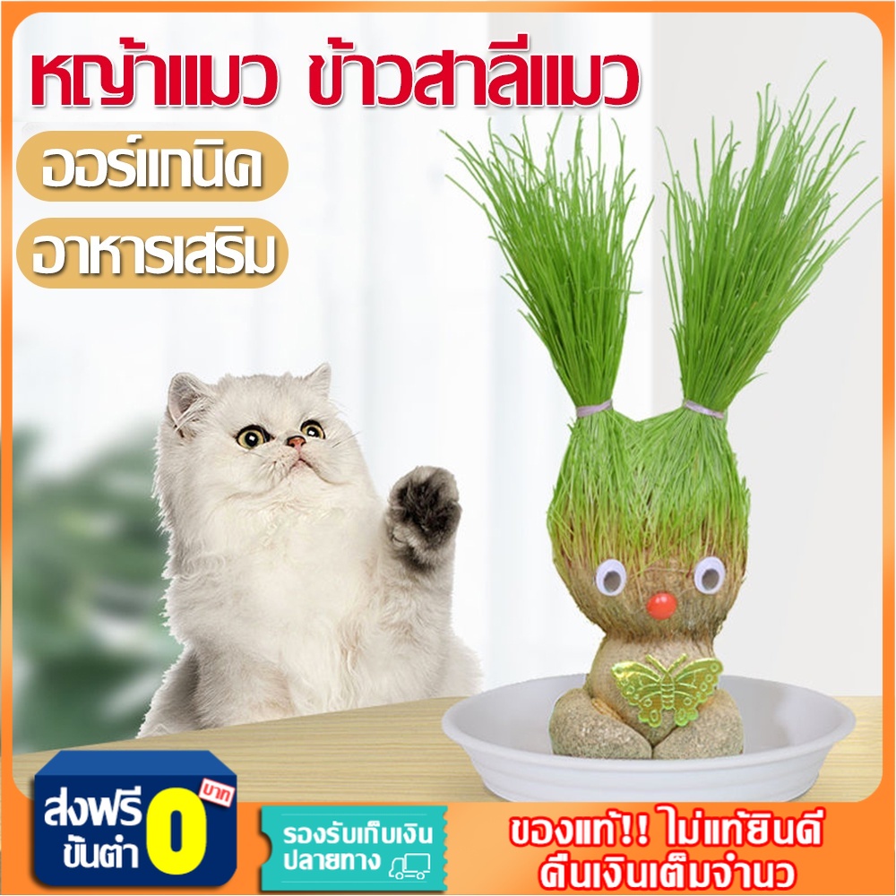 หญ้าแมว ออร์แกนิค ข้าวสาลีแมว ต้นข้าวสาลีแมว หญ้าแมวพร้อมทาน ชุดปลูกต้นอ่อนข้าวสาลี นําเข้าจากออสเตรเลีย