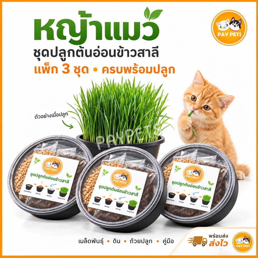 ชุดปลูกหญ้าแมว (กล่องกลมดําx3) ต้นอ่อนข้าวสาลีแมวคัดเกรด Cat Grass ขับก้อนขน ปรับสมดุล สําหรับ สัตว์เลี้ยง