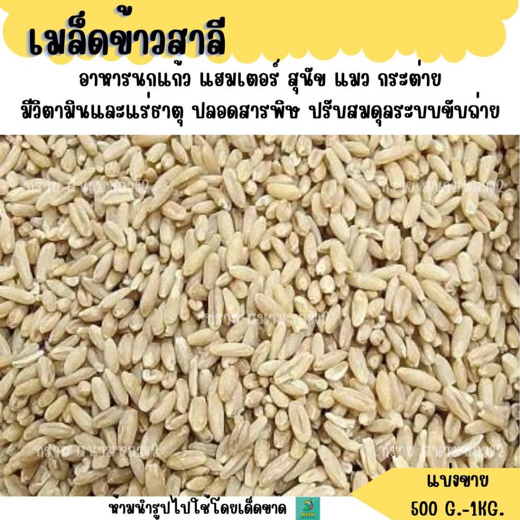 เมล็ดข้าวสาลี ( 200 G.-1 KG) อาหารแมว ขนมแมว อาหารนก หญ้าแมว