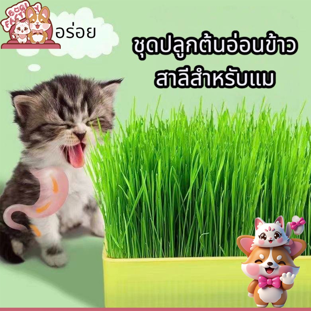 ชุดปลูกข้าวสาลีแมว พร้อมเมล็ด 🐱 ออร์แกนิค ข้าวสาลีแมวต้หญ้าแมว ถาดเพาะต้นอ่อน YC-409