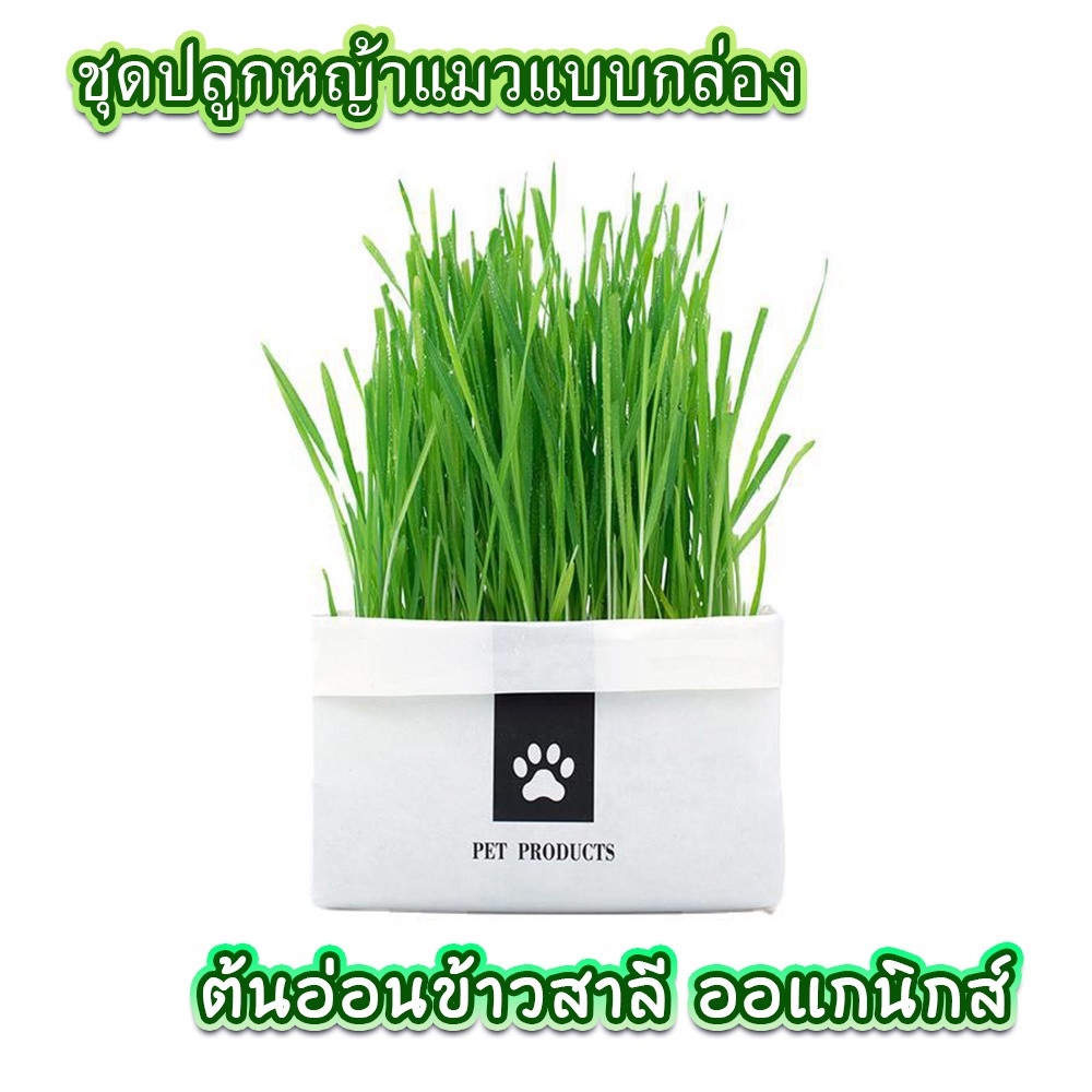 ข้าวสาลีแมว หญ้าแมว ชุดปลูกหญ้าแมว เมล็ดหญ้า ต้นข้าวสาลีแมว สําหรับ หมา แมว หนู กระต่าย นก และสัตว์กินหญ้าอื่นๆ