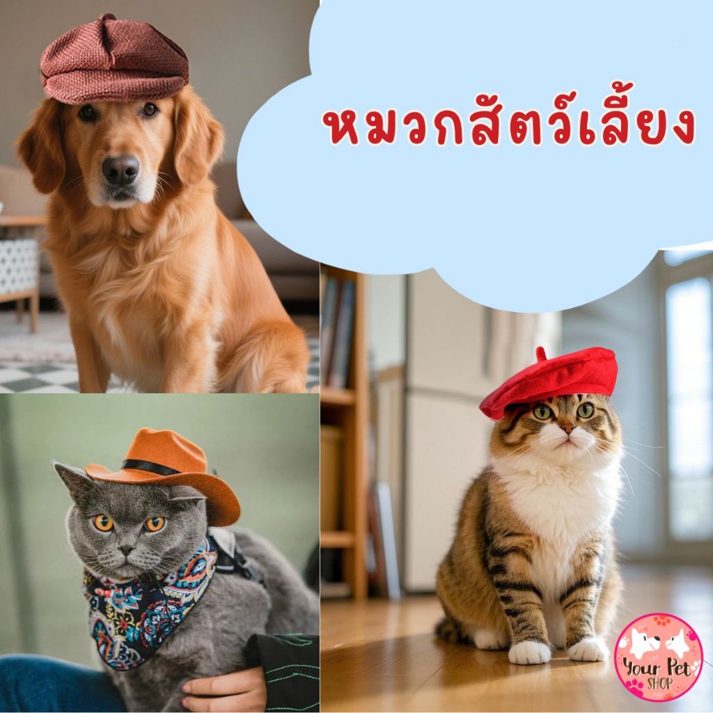หมวกคาวบอย หมวกสัตว์เลี้ยง หมา แมว สุนัข Cowboy Pet Hat สก็อตติช โฟลด์ เปอร์เซีย สีสวาด ขาวมณี วิเชียรมาศ อเมริกัน