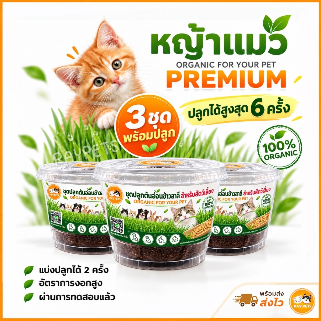 ชุดปลูกหญ้าแมว (กระปุกใส3ชุด) ชุดปลูกต้นอ่อนข้าวสาลีออร์แกนิก คัดเกรด ขับก้อนขน ปลอดสารเคมี
