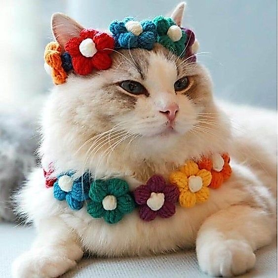 ปลอกคอแมว 🐶PET COLLAR รุ่น🌸Flower👑 princess ปลอกคอน้องหมา สัตว์เลี้ยง ปลอกคอ Handmade100%