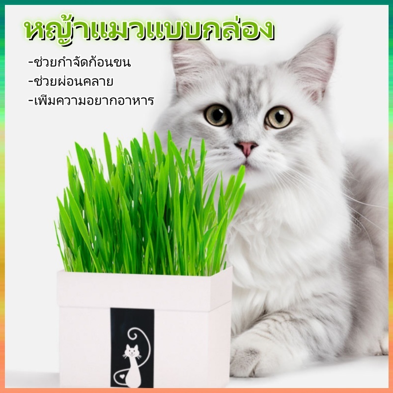 ชุดปลูกหญ้าแมว😍แบบถุงปลูกง่ายแค่เติมน้ํา ออแกนิกส์ ต้นอ่อนข้าวสาลี หญ้าเเมว สําหรับสัตว์เลี้ยง หญ้าแมว หญ้าแมว ออร์แกนิค
