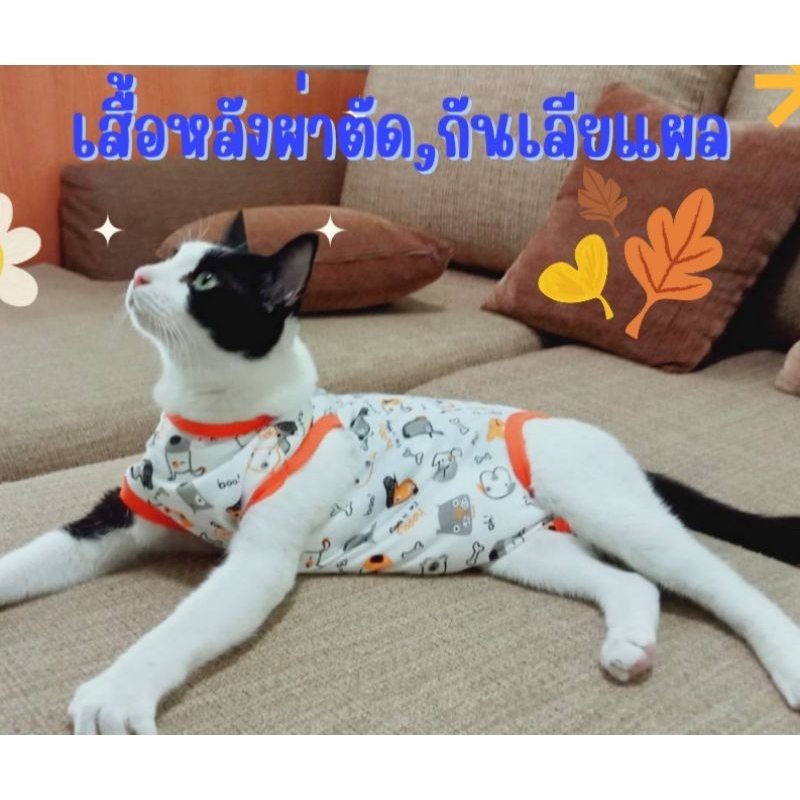 เสื้อหลังผ่าตัด,ทําหมันแมวหมาลายน่ารัก 🌈 🇹🇭ร้านไทย