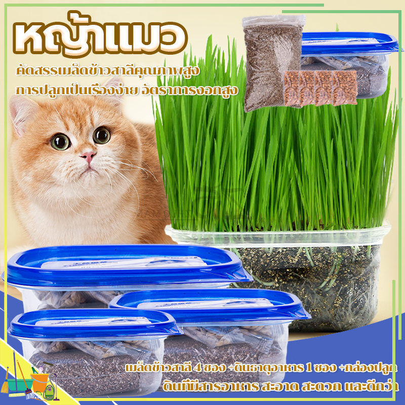 หญ้าแมว ข้าวสาลีแมว ชุดปลูกหญ้าแมว/ต้นข้าวสาลีแมว เมล็ดข้าวสาลีแมว สําหรับ หมา แมว หนู กระต่าย นก และสัตว์กินหญ้าอื่นๆ