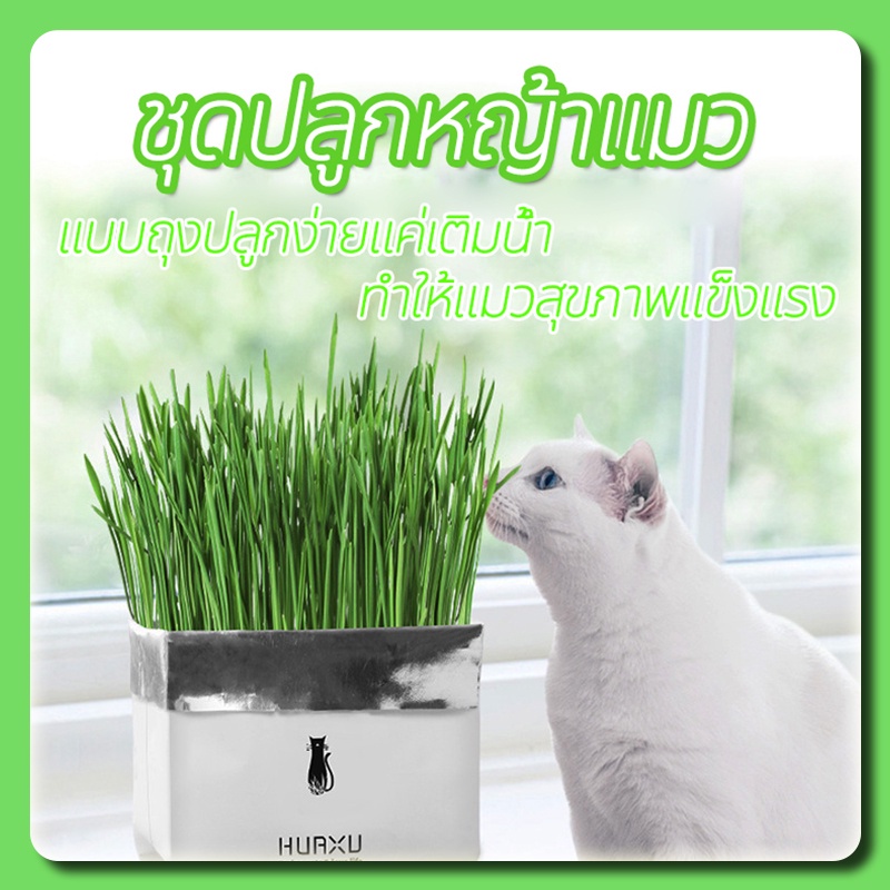 ชุดปลูกหญ้าแมว🌱 แบบถุงปลูกง่ายแค่เติมน้ํา ต้นอ่อนข้าวสาลี ออแกนิกส์ ต้นอ่อนข้าวสาลี หญ้าเเมว สําหรับสัตว์เลี้ยง หญ้าแมว