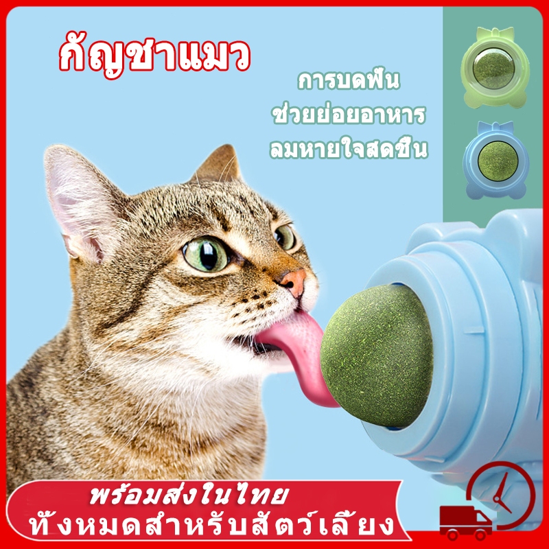 แมวเลีย 😻 หญ้าแมว กันชาแมว กัญชาเเมว แคทนิปแมว catnip ball กันชาแมว กัชชาแมว กันชาแมวเลีย แคทนิปบอล ติดกําแพง แมว