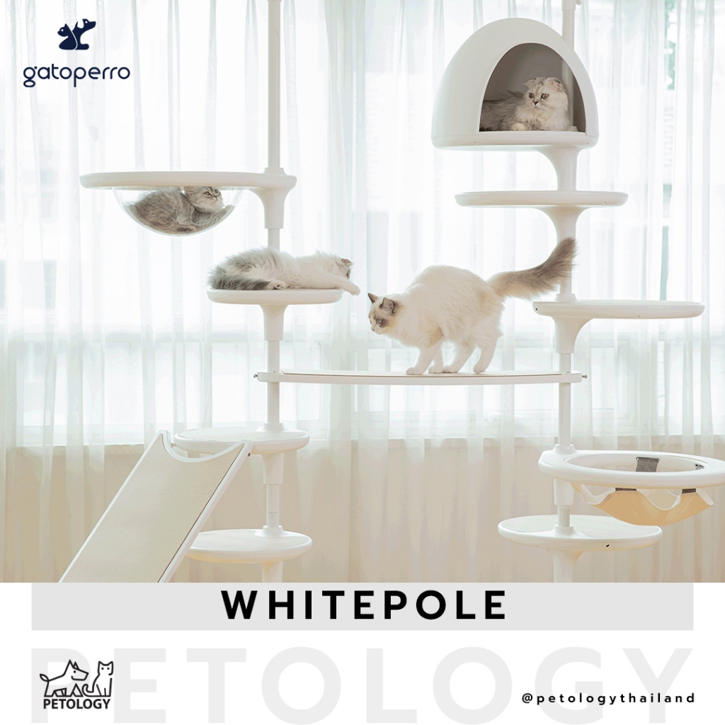 คอนโดแมวแนวมินิมอลจากเกาหลี Gatoperro Whitepole 1 เสา