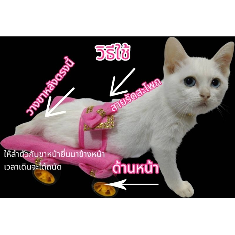 รถน้องแมวพิการ 1.5 ถึง 3 เดือน
