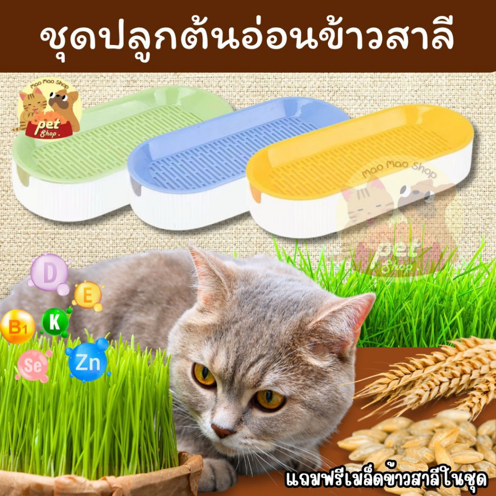 ชุดปลูกหญ้าแมว หญ้าแมวออแกนิก เมล็ดข้าวสาลี ถาดเพาะต้นอ่อน