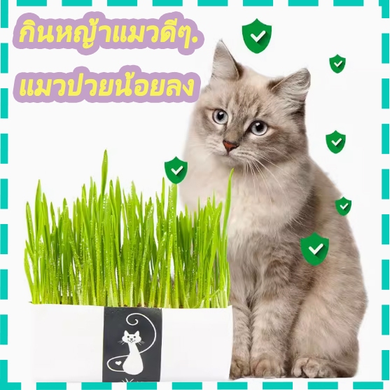 หญ้าแมวไร้ดิน, เมล็ดหญ้าสําหรับการเจริญเติบโตของลูกแมว, เมล็ดข้าวสาลี, อาหารแมวออร์แกนิก, หญ้าแมว