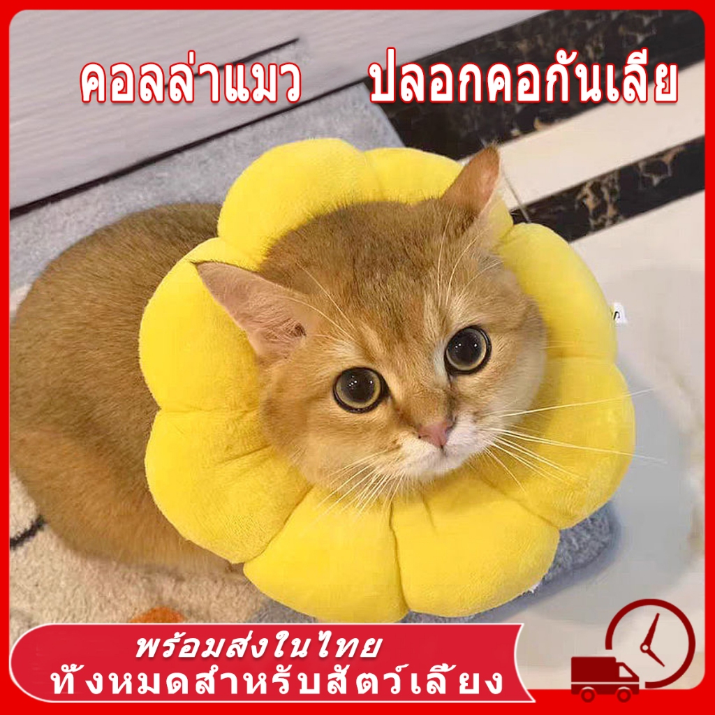collar แมว ปลอกคอแมว คอลล่าแมว ปอกคอแมว ปลอกคอกันเลีย ปอกคอสัตว์เลี้ยง ลําโพงกันเลีย ปอกคอกันเลีย คอลล่าสุนัข คอลล่า