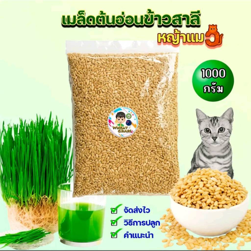 เมล็ดข้าวสาลีราคาถูก (1 กก.) ราคาถูกเกรดนําเข้า Australian Wheat หญ้าแมว อัตราการงอกสูง 98% +