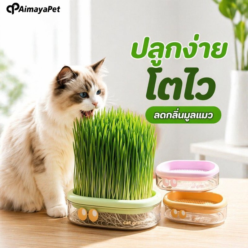 ชุดปลูกหญ้าแมว ไฮโดรโปนิกส์ เมล็ดข้าวสาลีออร์แกนิค ไม่ใช้ดิน ปลูกในบ้าน โตไว ลดขนอุดตัน