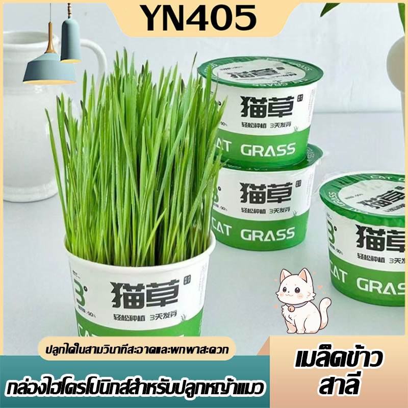 ชุดปลูกหญ้าแมว หญ้าแมวออแกนิก เมล็ดข้าวสาลี ถาดเพาะต้นอ่อน ไฮโดรโปนิกส์ ปลูกง่าย โตไว เสริมภูมิคุ้มกัน