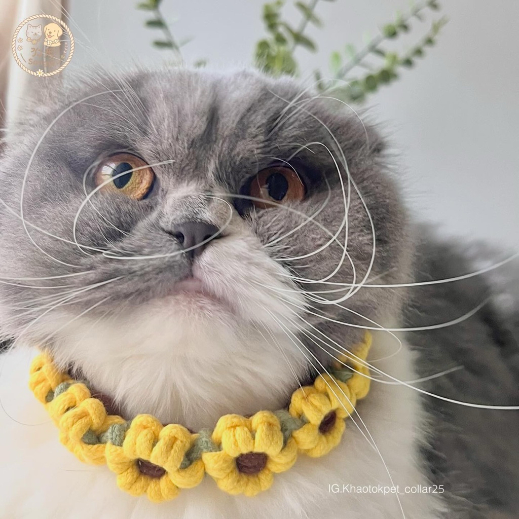 ปลอกคอเชือกถักทานตะวัน สําหรับน้องแมว