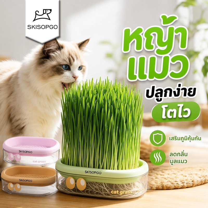 หญ้าแมว ชุดปลูกหญ้าแมว ไฮโดรโปนิกส์ ปลูกง่าย โตไว ขับขน ลดขนอุดตัน แมวกินได้ ปลูกในบ้าน