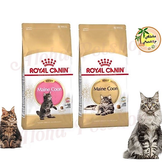 ของแท้ Royal Canin Maine coon kitten, adult 10kg โรยัล คานิน ลูกแมนคูน แมนคูน โต 10kg