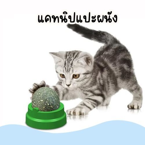 แคทนิป สมุนไพรแมว สมุนไพรแมวเลีย มีแผ่นแปะกําแพง บอลสมุนไพร ลูกบอลแมวเลีย ball herb