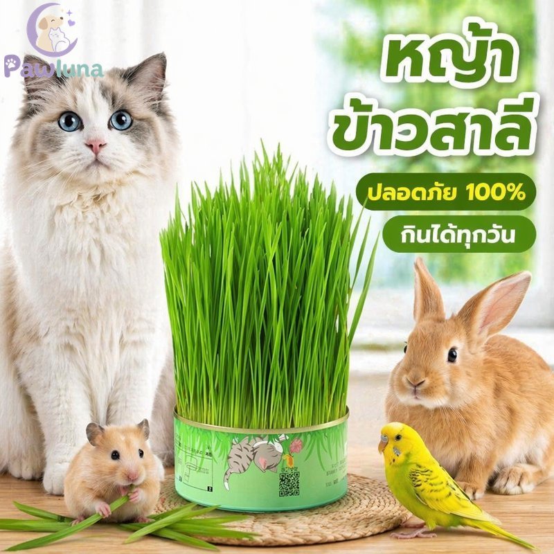 Cat Grass Growing Kit Wheat Rye Pet Safe Digestive Support Indoor Sprout Tray Rabbits Birds
