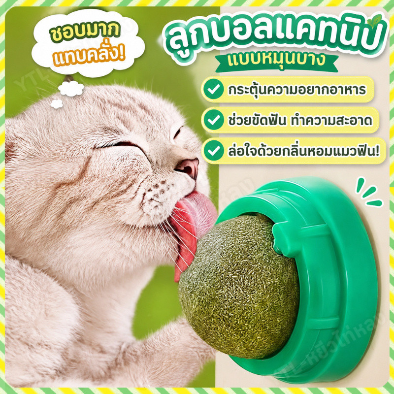 YTL กัญชาแมว😸หญ้าแมว กันชาแมว กัญชาเเมว แคทนิปแมว catnip ball กันชาแมว กัชชาแมว กันชาแมวเลีย แคทนิปบอล ติดกําแพง