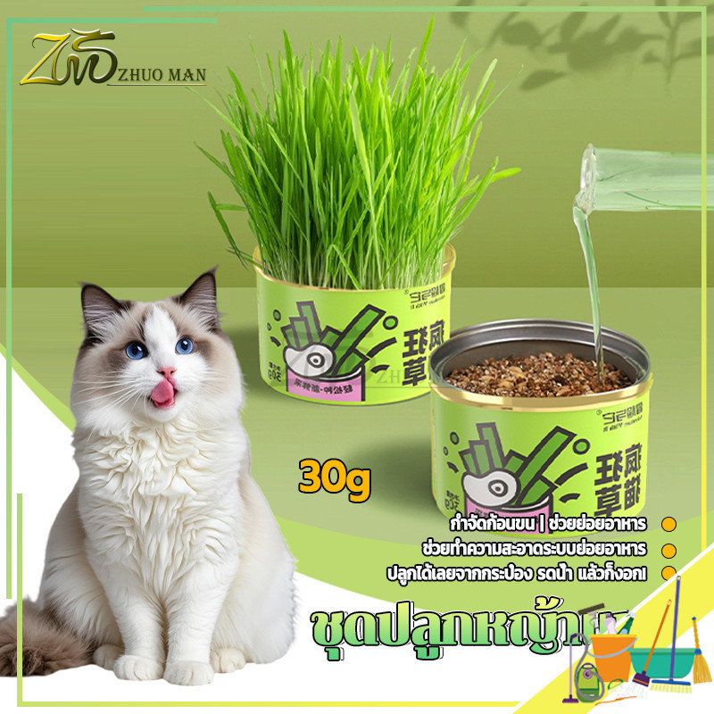 หญ้าแมว ข้าวสาลีแมว ชุดปลูกหญ้าแมว ช่วยย่อยอาหาร เสริมสร้างภูมิคุ้มกัน ลดกลิ่นมูลสัตว์เลี้ยง