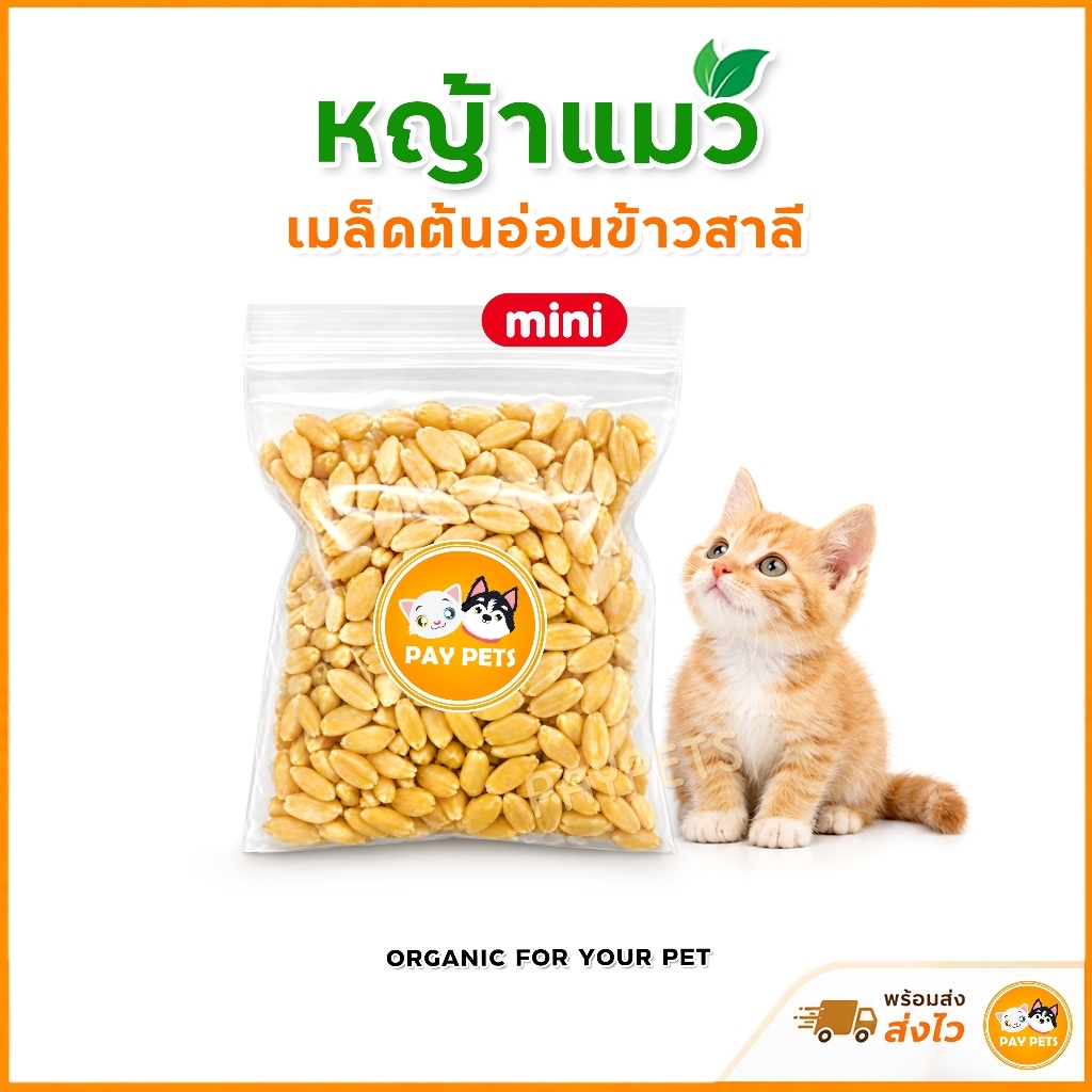 เมล็ดข้าวหญ้าแมว (ซองMini) Cat Grass ต้นอ่อนข้าวสาลีออร์แกนิก ขับก้อนขน ปรับสมดุล สําหรับ แมว สุนัข กระต่าย